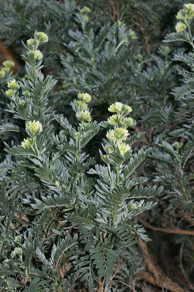 Anthyllis barba-jovis / Vulneraria barba di Giove